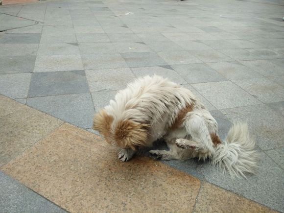 拯救狗狗不被蜜蜂蜇,拯救狗狗原版