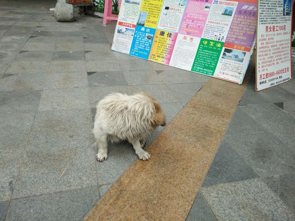 拯救狗狗不被蜜蜂蜇,拯救狗狗原版