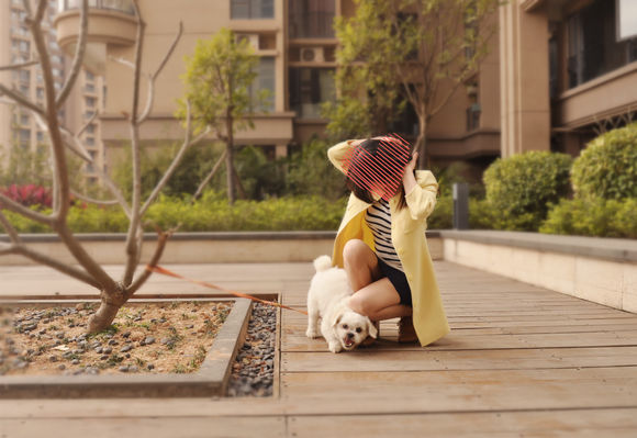 拯救狗狗不被蜜蜂蜇,拯救狗狗原版