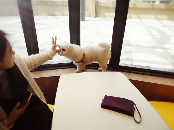 拯救狗狗不被蜜蜂蜇,拯救狗狗原版