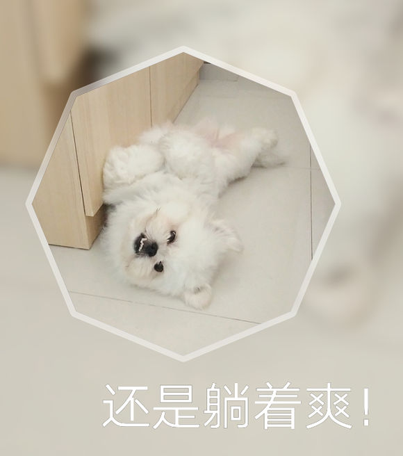 拯救狗狗不被蜜蜂蜇,拯救狗狗原版