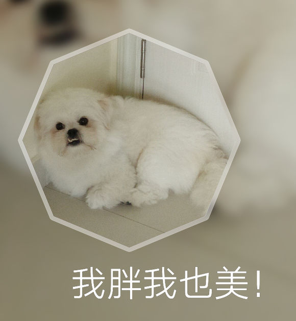 拯救狗狗不被蜜蜂蜇,拯救狗狗原版