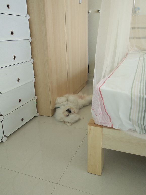 拯救狗狗不被蜜蜂蜇,拯救狗狗原版