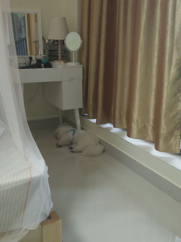 拯救狗狗不被蜜蜂蜇,拯救狗狗原版