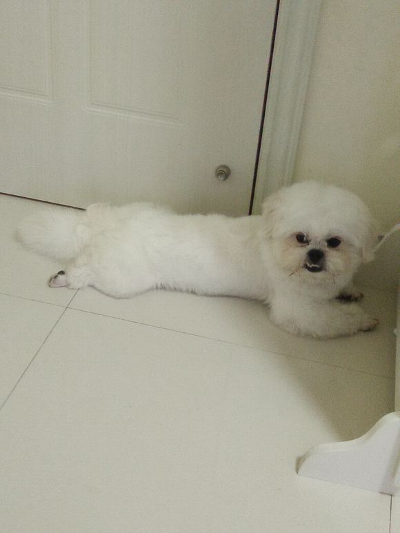 拯救狗狗不被蜜蜂蜇,拯救狗狗原版