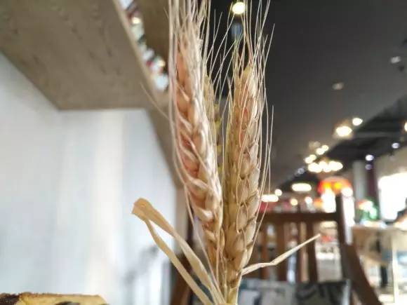 华为手机麦芒5测评视频,华为麦芒五手机测评