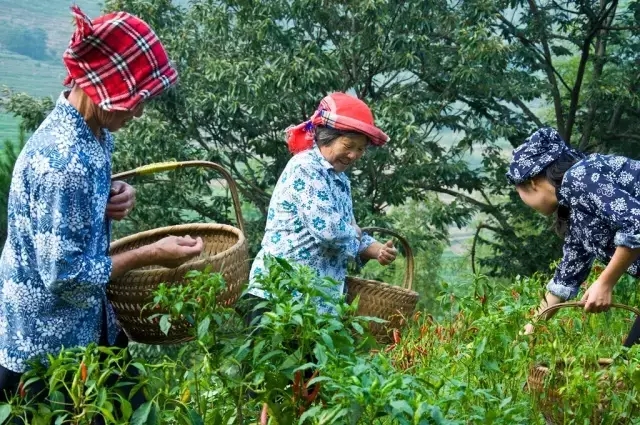 婺源市亲子游,江西婺源暑期亲子游