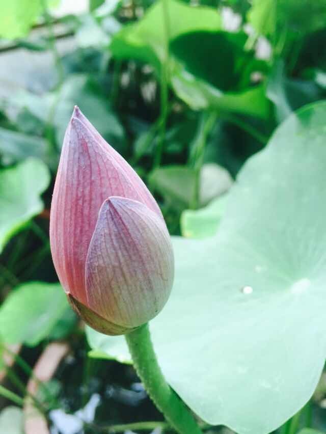 吃藕吃苦瓜,藕和莲菜