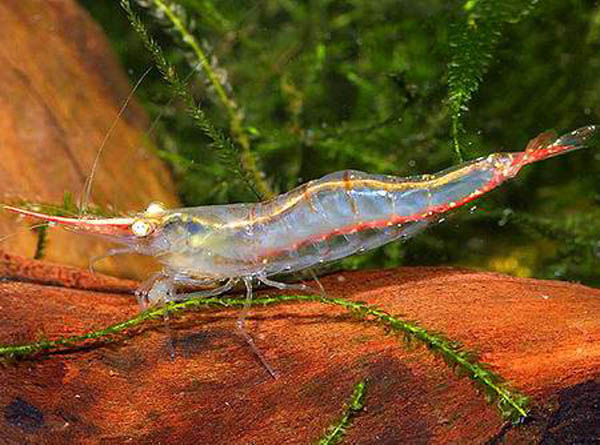 观赏虾十大入门级,观赏虾最漂亮的一种