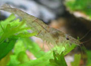 观赏虾十大入门级,观赏虾最漂亮的一种