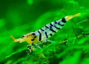 观赏虾十大入门级,观赏虾最漂亮的一种