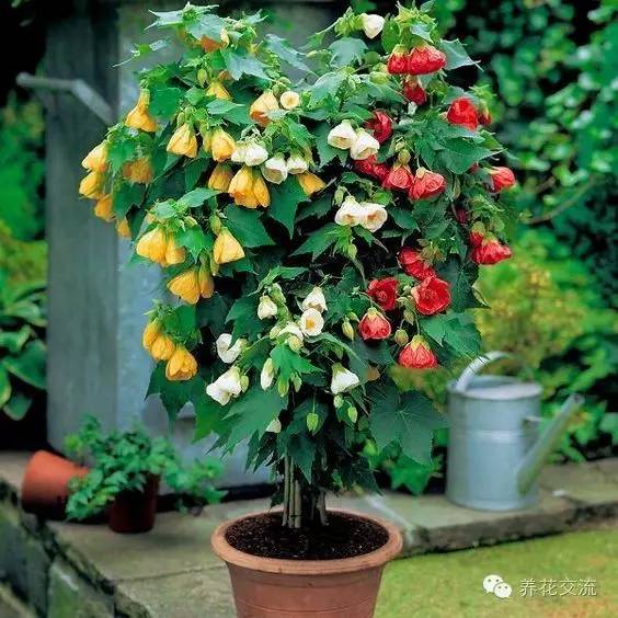 20种常见植物,常见的热带植物盆栽