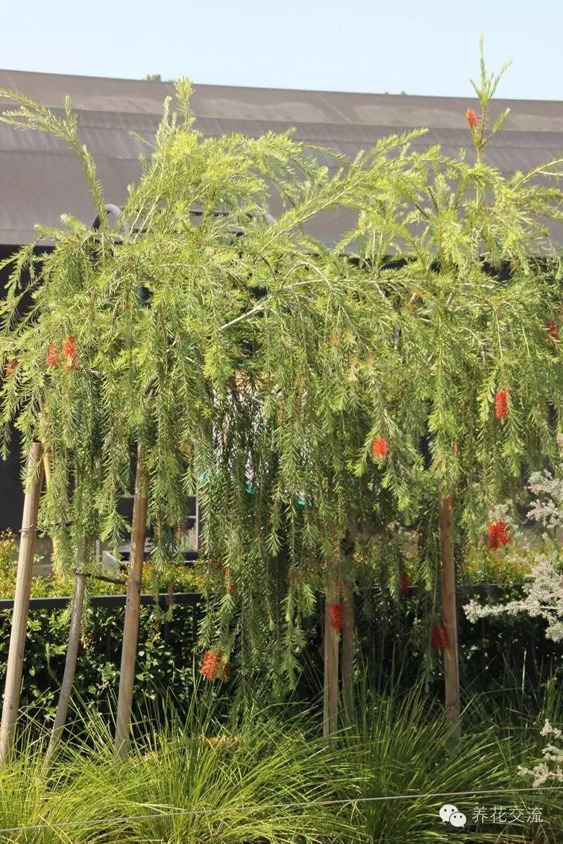 20种常见植物,常见的热带植物盆栽