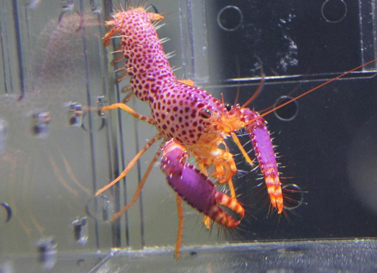 观赏虾十大入门级,观赏虾最漂亮的一种