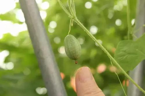 樟木为什么容易变形,樟木发展规划