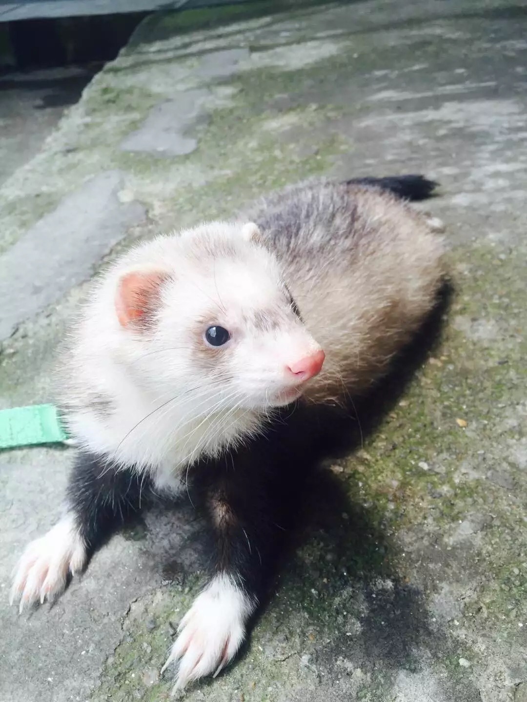 萌萌的安格鲁貂，连小哈士奇都这么喜欢它