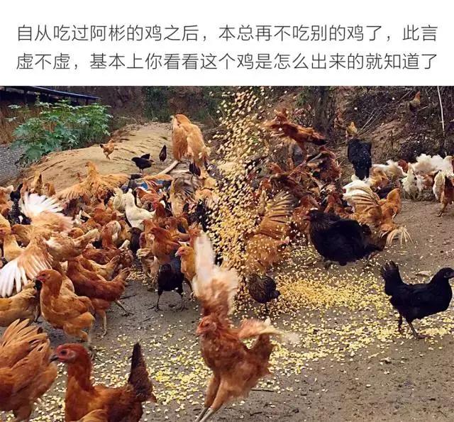 大概认识这个男人后，所有人都想做一只鸡。