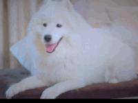 前方萌宠来袭！这些大陆宠物剧你都看过吗？