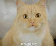 前方萌宠来袭！这些大陆宠物剧你都看过吗？