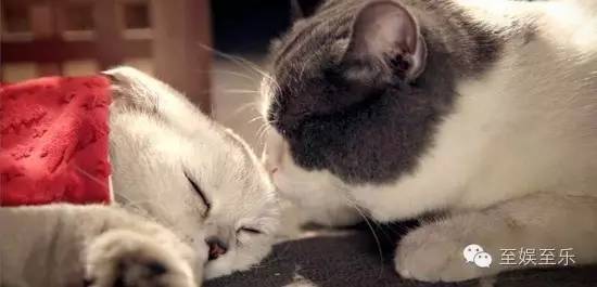 前方萌宠来袭！这些大陆宠物剧你都看过吗？