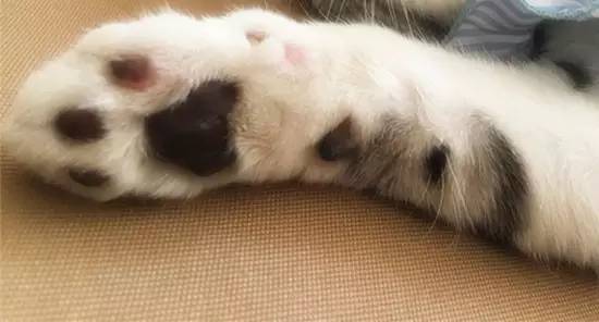 怎么护理猫咪爪子上的肉垫,怎么促进猫爪生长发育