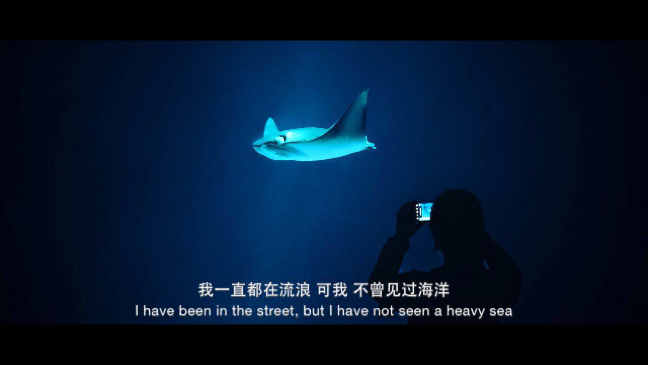 水母死后会变成水不留痕迹,水母死后真的会变成一滩水吗