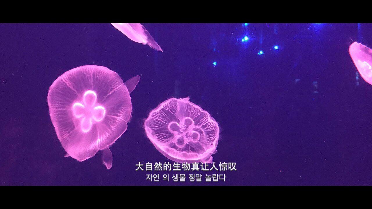 水母死后会变成水不留痕迹,水母死后真的会变成一滩水吗