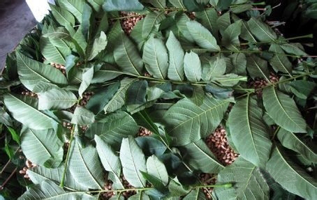 为什么要在三伏天晒酱,伏天的酱豆咋做