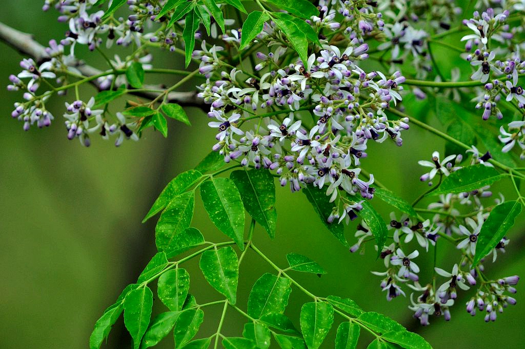 五种树皮治皮肤病,七种树枝熬水治皮肤病是真的吗