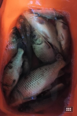 钓鱼小药鲤鱼王,钓鱼王小药饵料