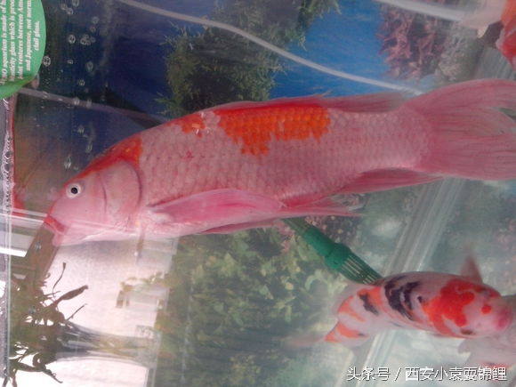 刚买的锦鲤眼睛发红正常吗,锦鲤充血是什么症状啊