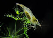 观赏虾十大入门级,观赏虾最漂亮的一种