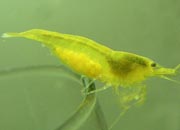 观赏虾十大入门级,观赏虾最漂亮的一种