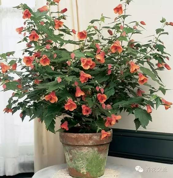 20种常见植物,常见的热带植物盆栽