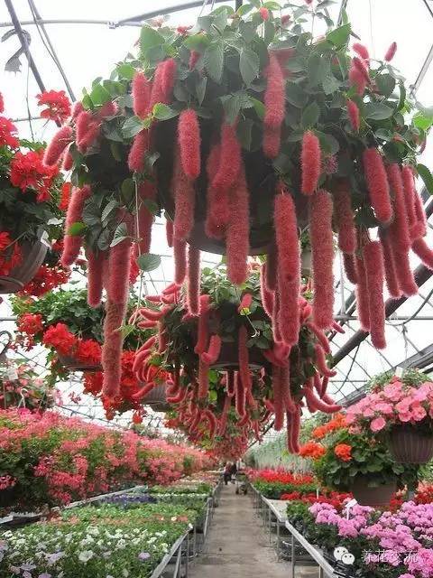 20种常见植物,常见的热带植物盆栽