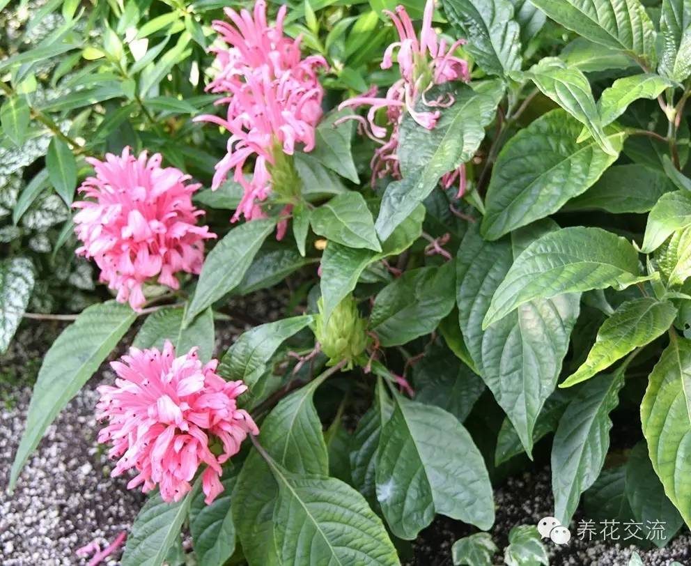 20种常见植物,常见的热带植物盆栽