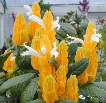 20种常见植物,常见的热带植物盆栽