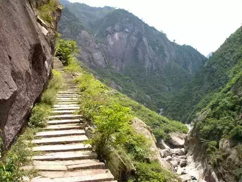 樟木为什么容易变形,樟木发展规划