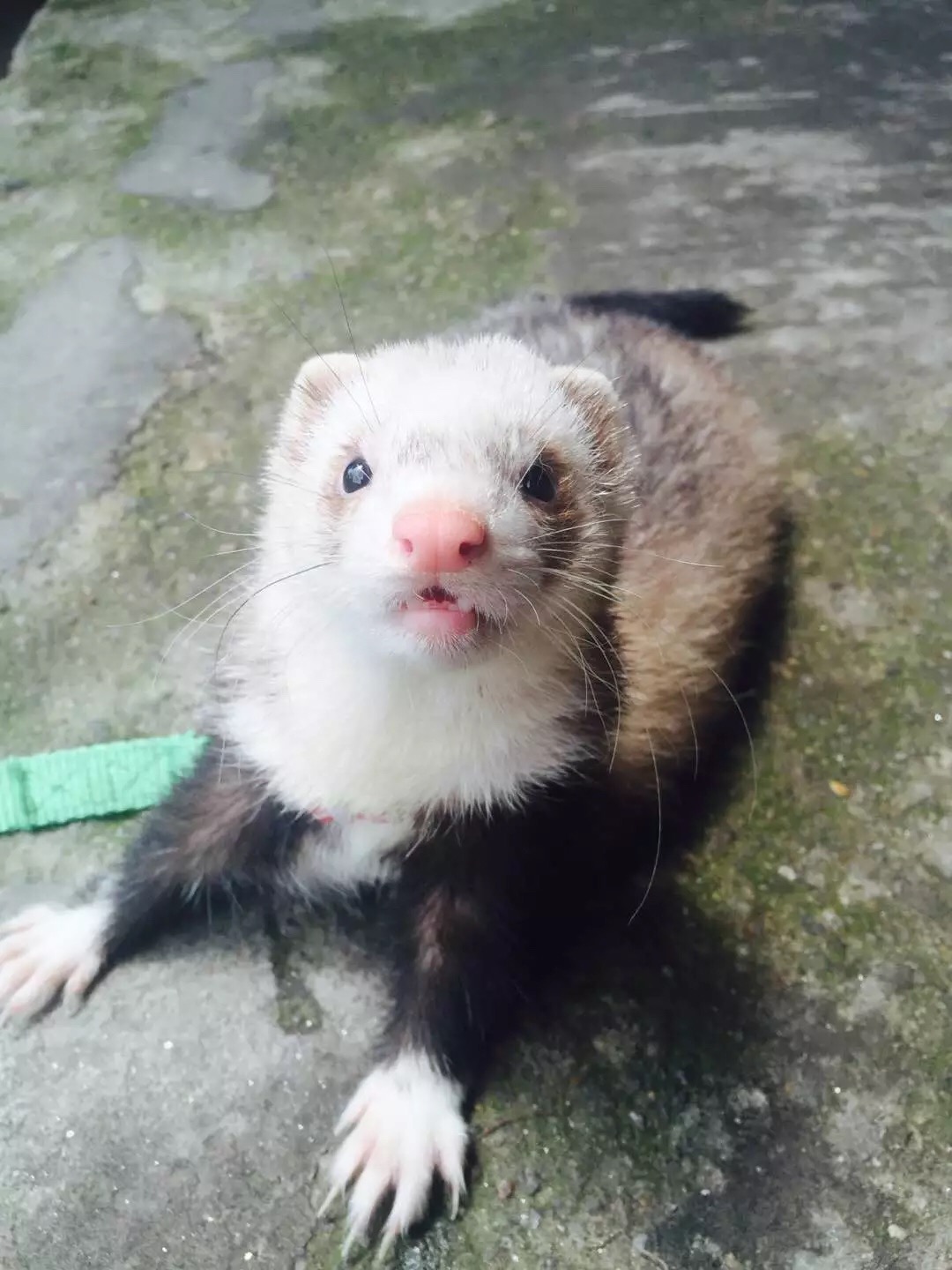 萌萌的安格鲁貂，连小哈士奇都这么喜欢它