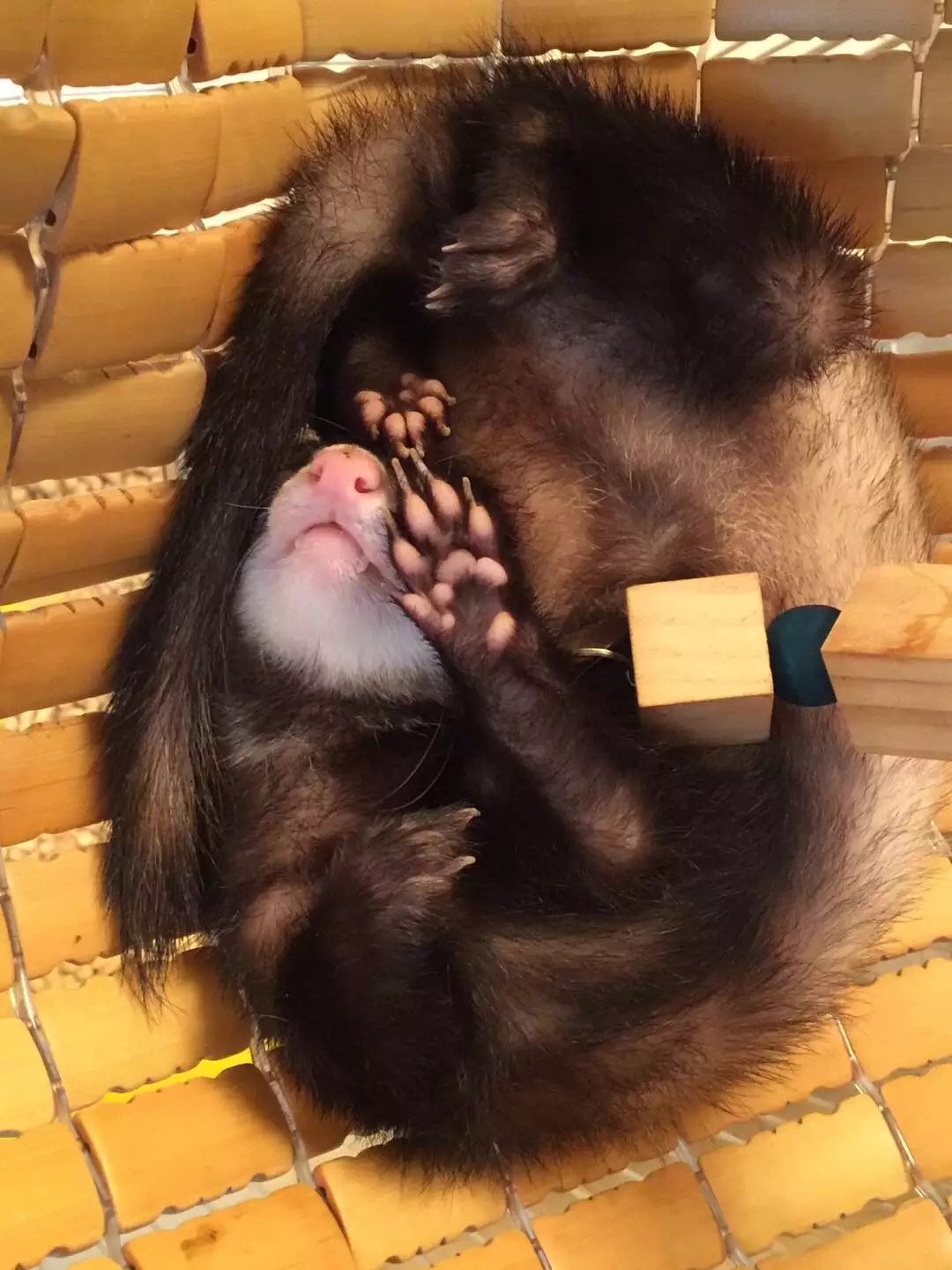 萌萌的安格鲁貂，连小哈士奇都这么喜欢它