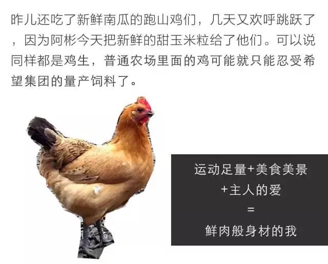 大概认识这个男人后，所有人都想做一只鸡。