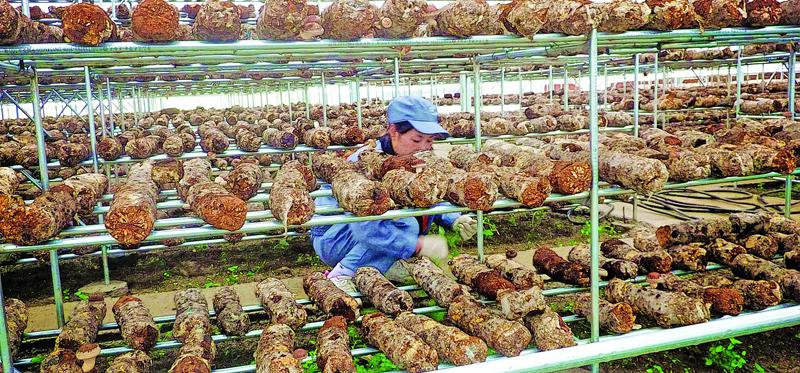 一年卖10万吨，市值达107亿，这家卖金针菇公司仅靠这5招