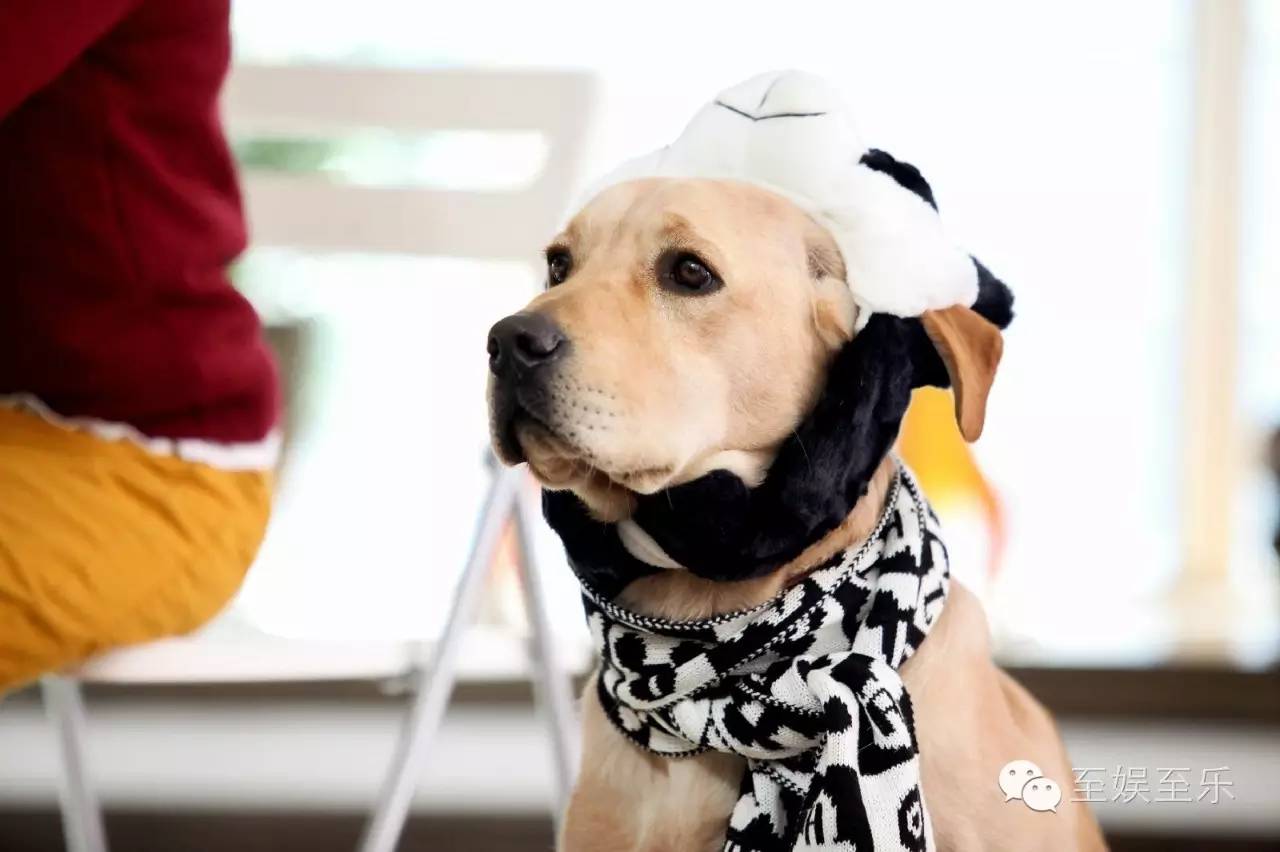 前方萌宠来袭！这些大陆宠物剧你都看过吗？