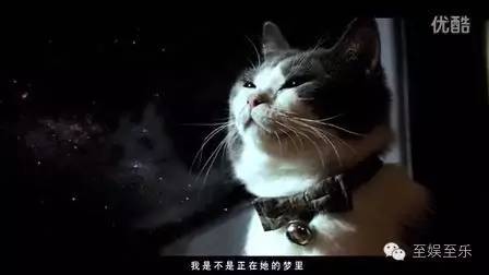 前方萌宠来袭！这些大陆宠物剧你都看过吗？