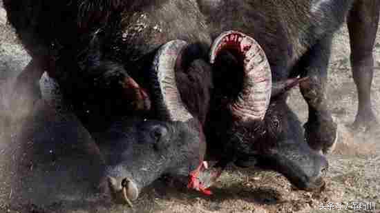 胜过世界杯开局的东方式斗牛，部族交流应撇开“赌注”低俗背景