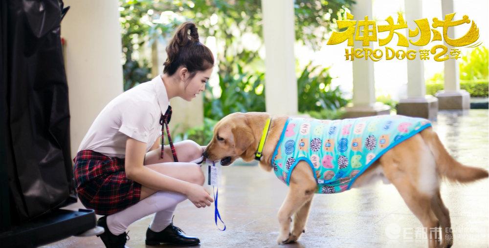 不一样的儿童狗狗,不一样的可爱的小狗狗