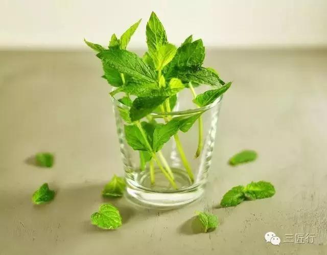 西餐里的那些“杂草”都是啥?一篇文章带你认识香草