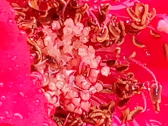 魅族mx6深度评测,魅族mx6曝光图