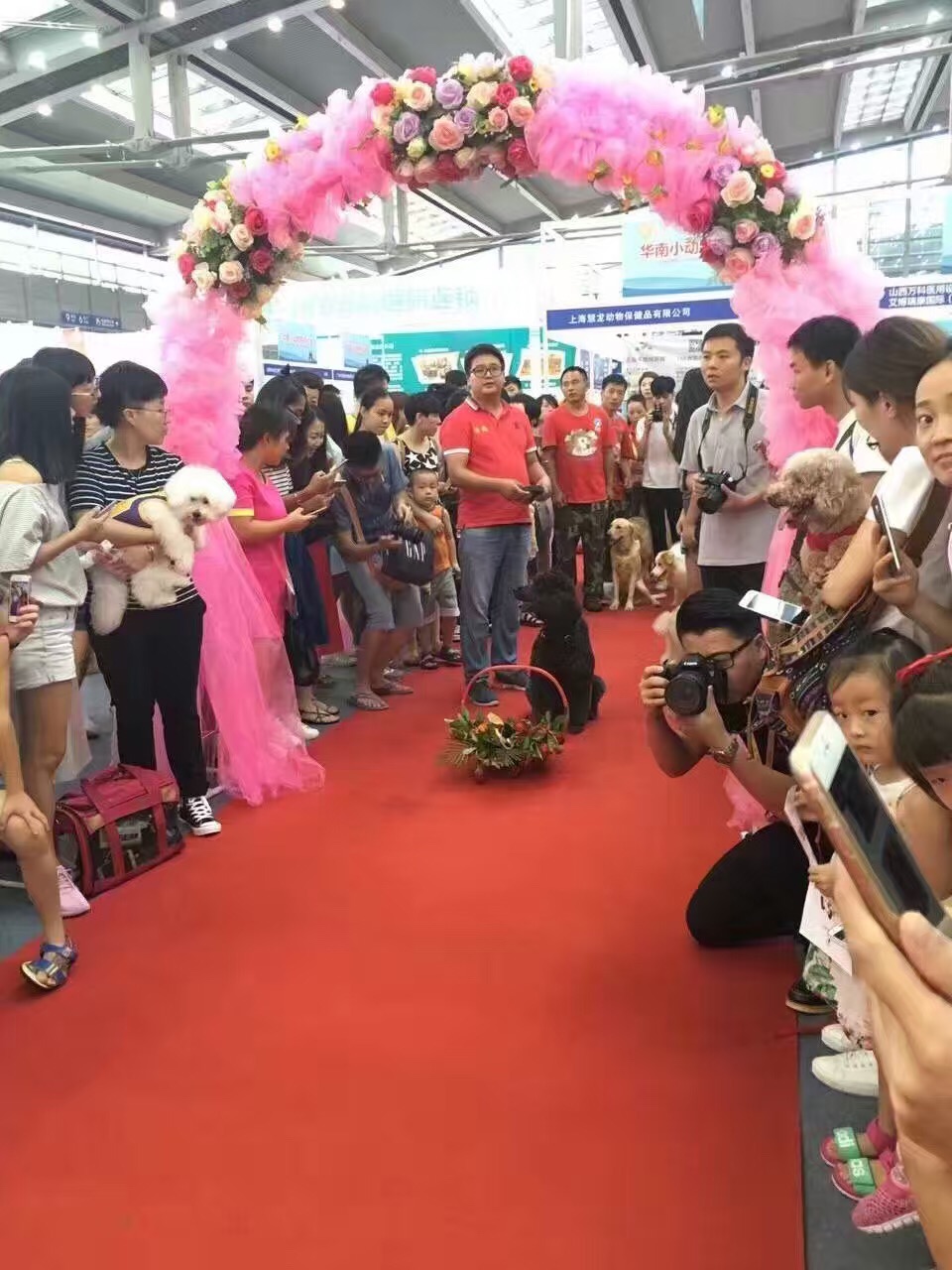 宠物婚礼,宠物婚礼祝贺视频