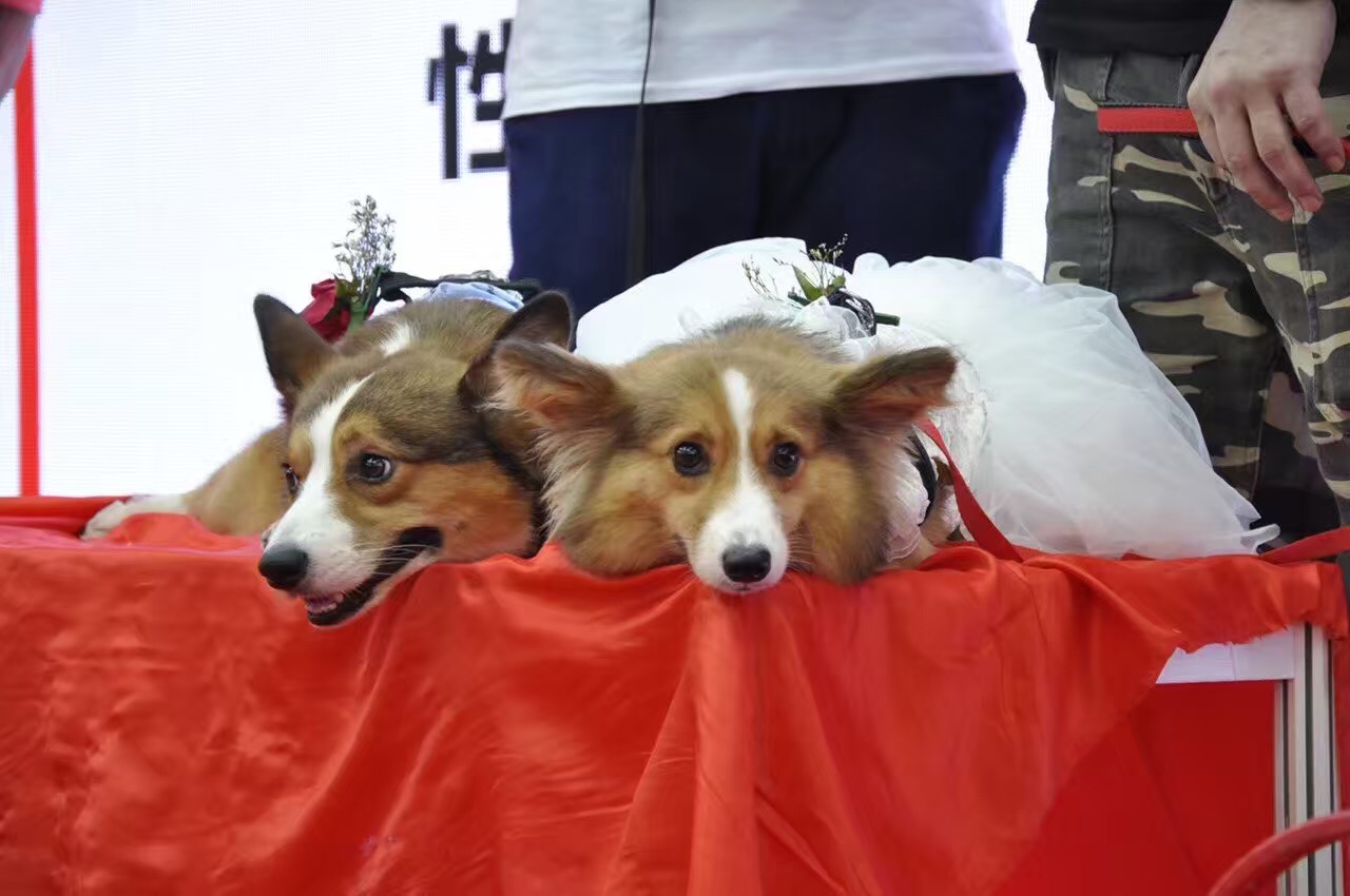 宠物婚礼,宠物婚礼祝贺视频